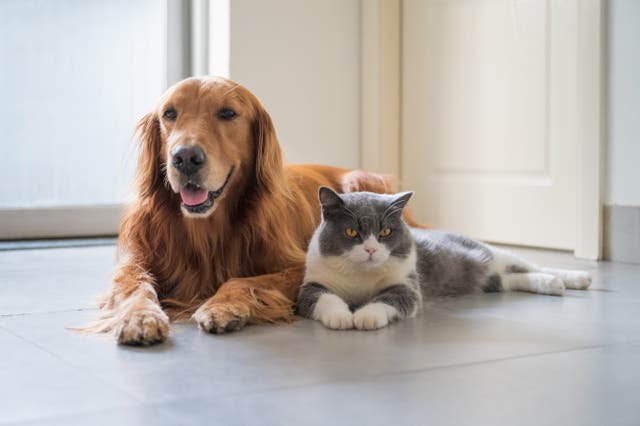 <p>The euthanasia rate among cats and dogs in US is down according to animal protection group’s data in part to Covid-19</p>