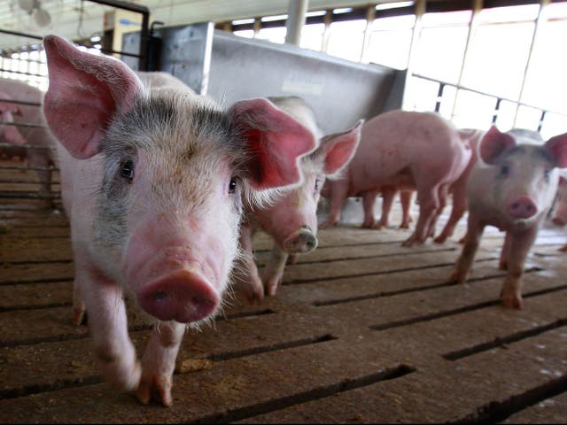 <p>Hogs are raised on the farm of Gordon and Jeanine Lockie 28 April 2009 in Elma, Iowa</p>