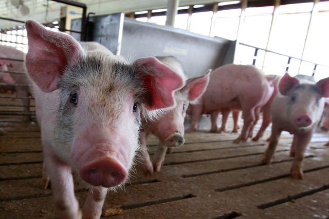 <p>Hogs are raised on the farm of Gordon and Jeanine Lockie 28 April 2009 in Elma, Iowa</p>