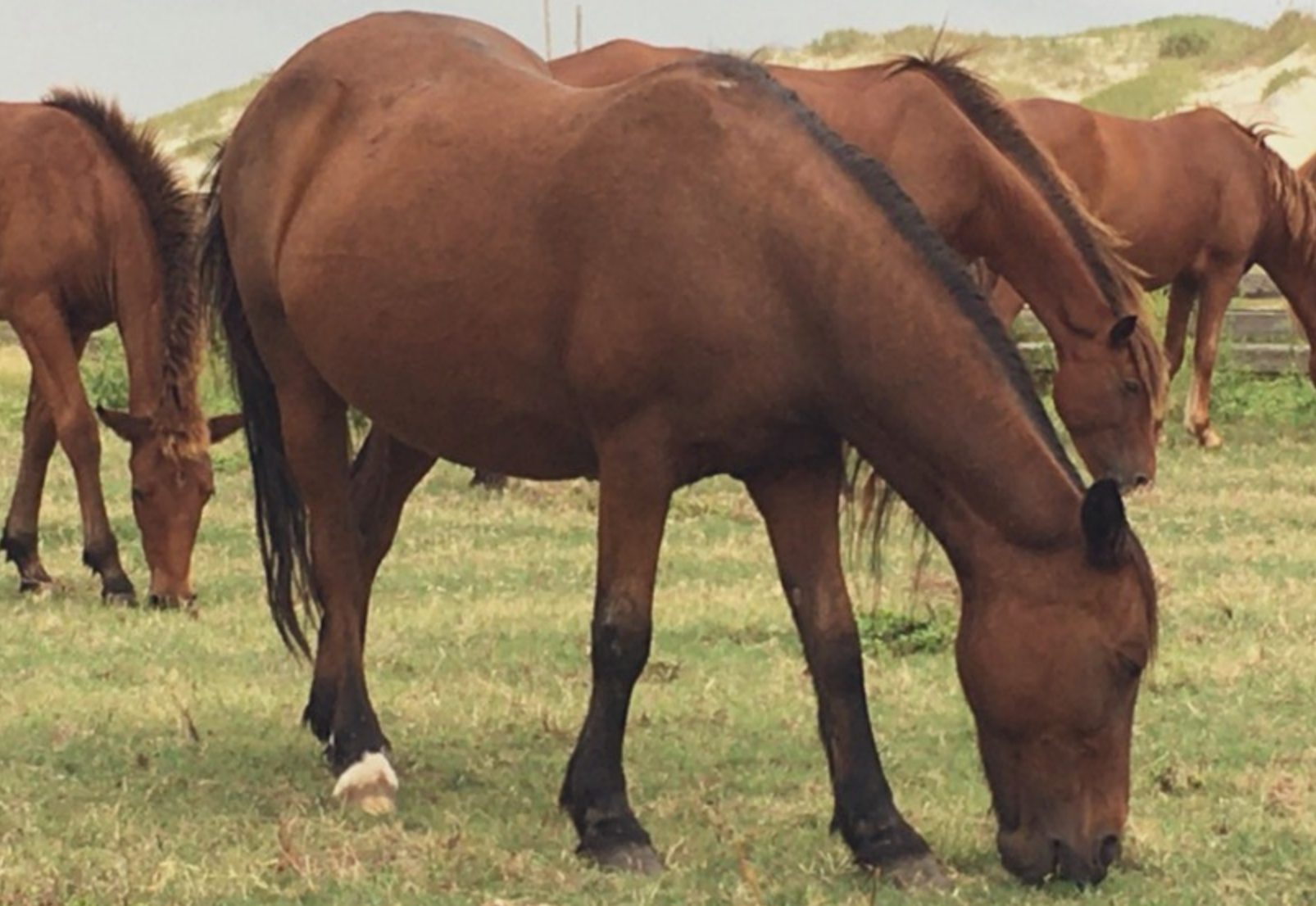 <p>Hazel with her family on the Outer Banks of North Carolina</p>