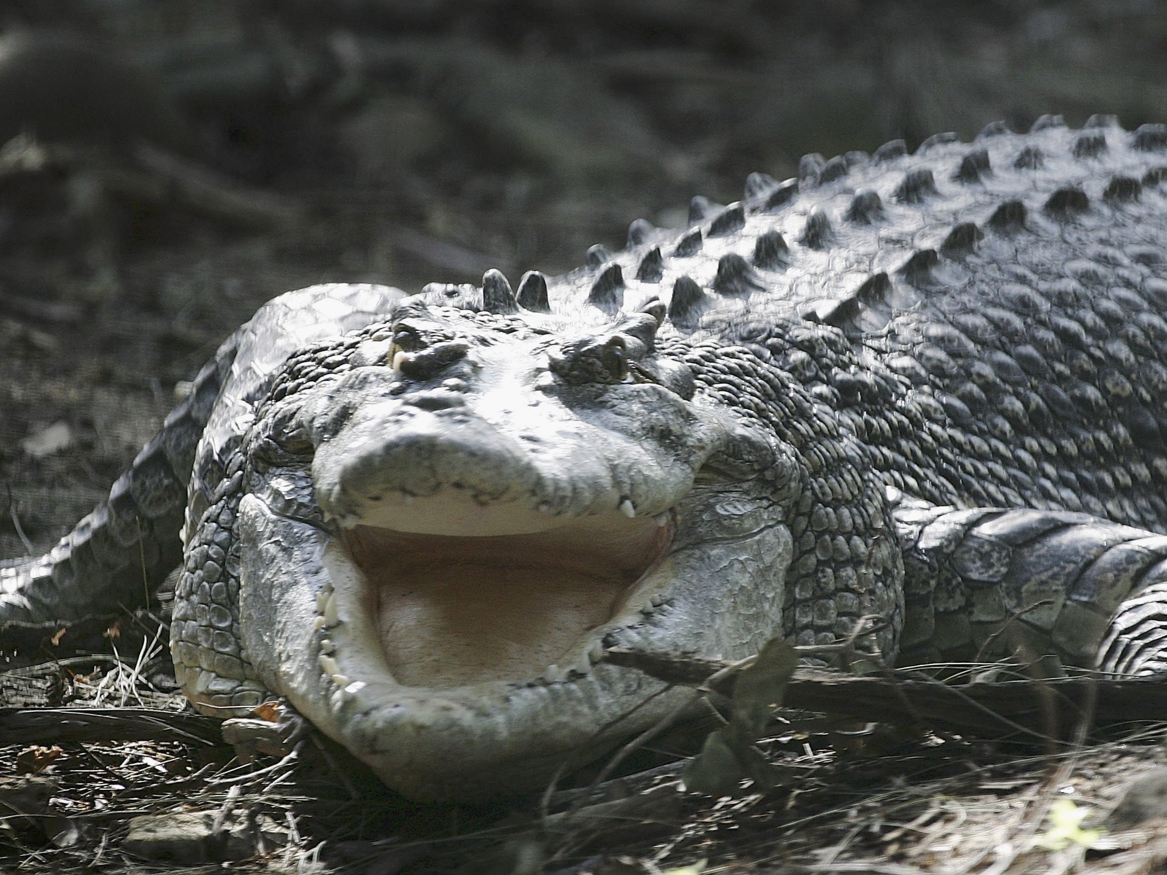 A 35-year-old female Saltwater Crocodile, Australia’s most dangerous predator, is exhibited at Sydney’s Taronga Zoo