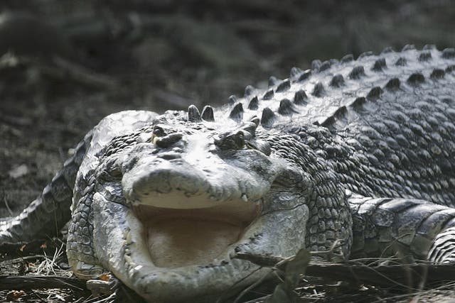 Una hembra de cocodrilo de agua salada de 35 años, el depredador más peligroso de Australia, se exhibe en el Zoológico Taronga de Sydney