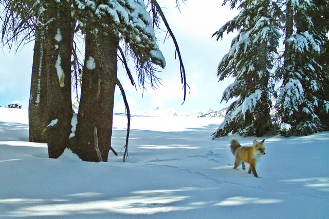 Sierra Nevada Red Fox Endangered