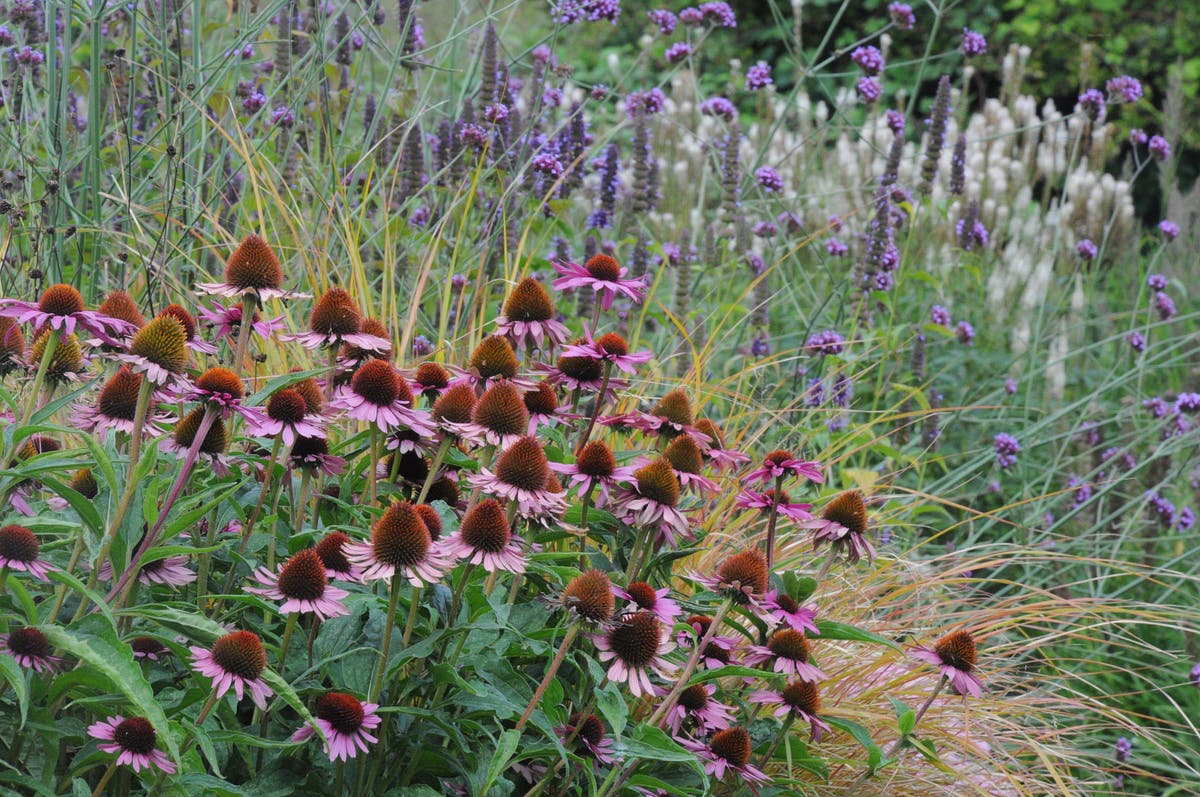 How to make summer colour stretch into autumn in your garden