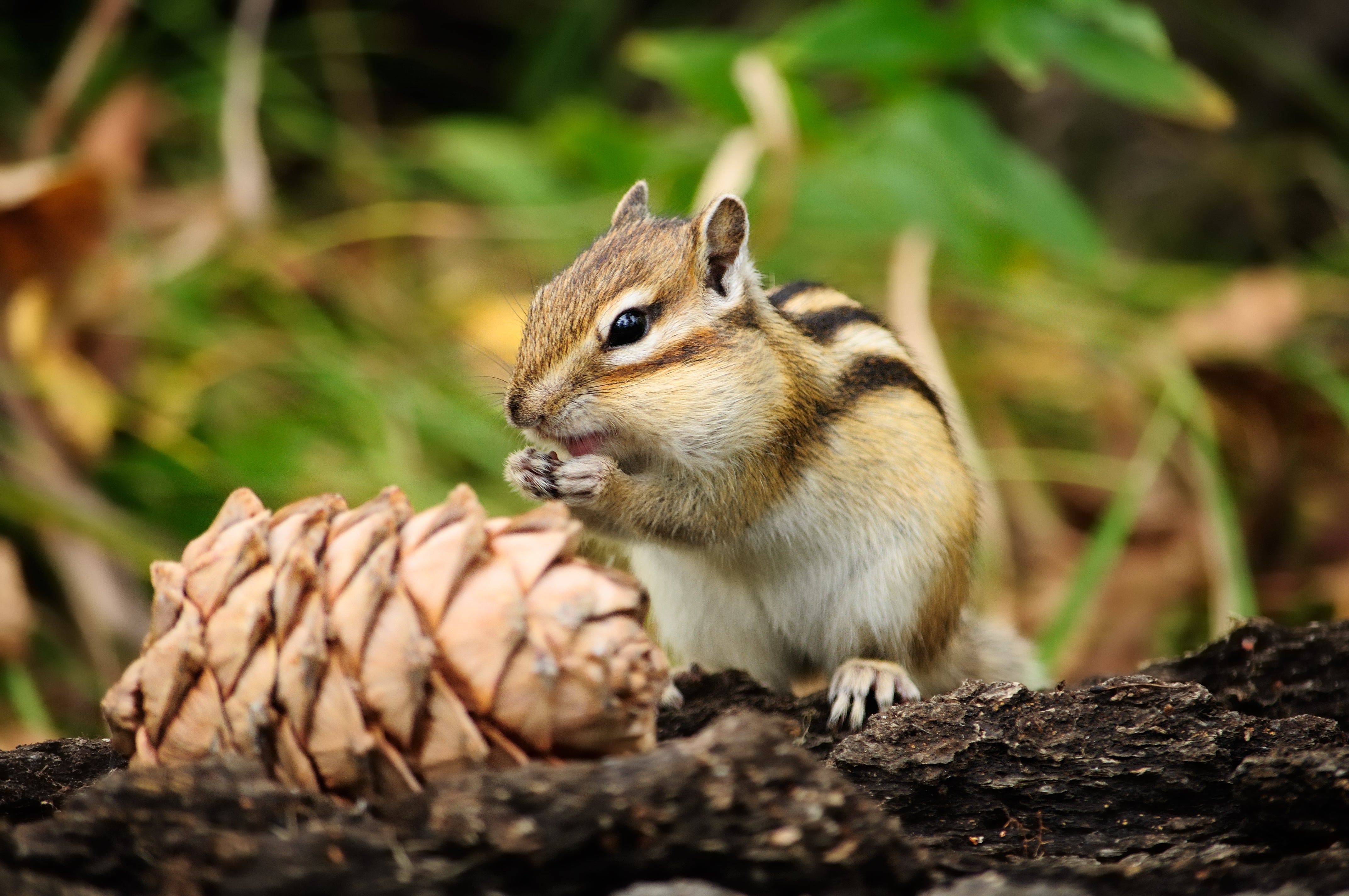 Chipmunks found at California’s Lake Tahoe have been found to be carriers of the plague.