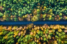 Governments are ‘hiding behind’ tree-planting and unproven carbon removal instead of cutting fossil fuels