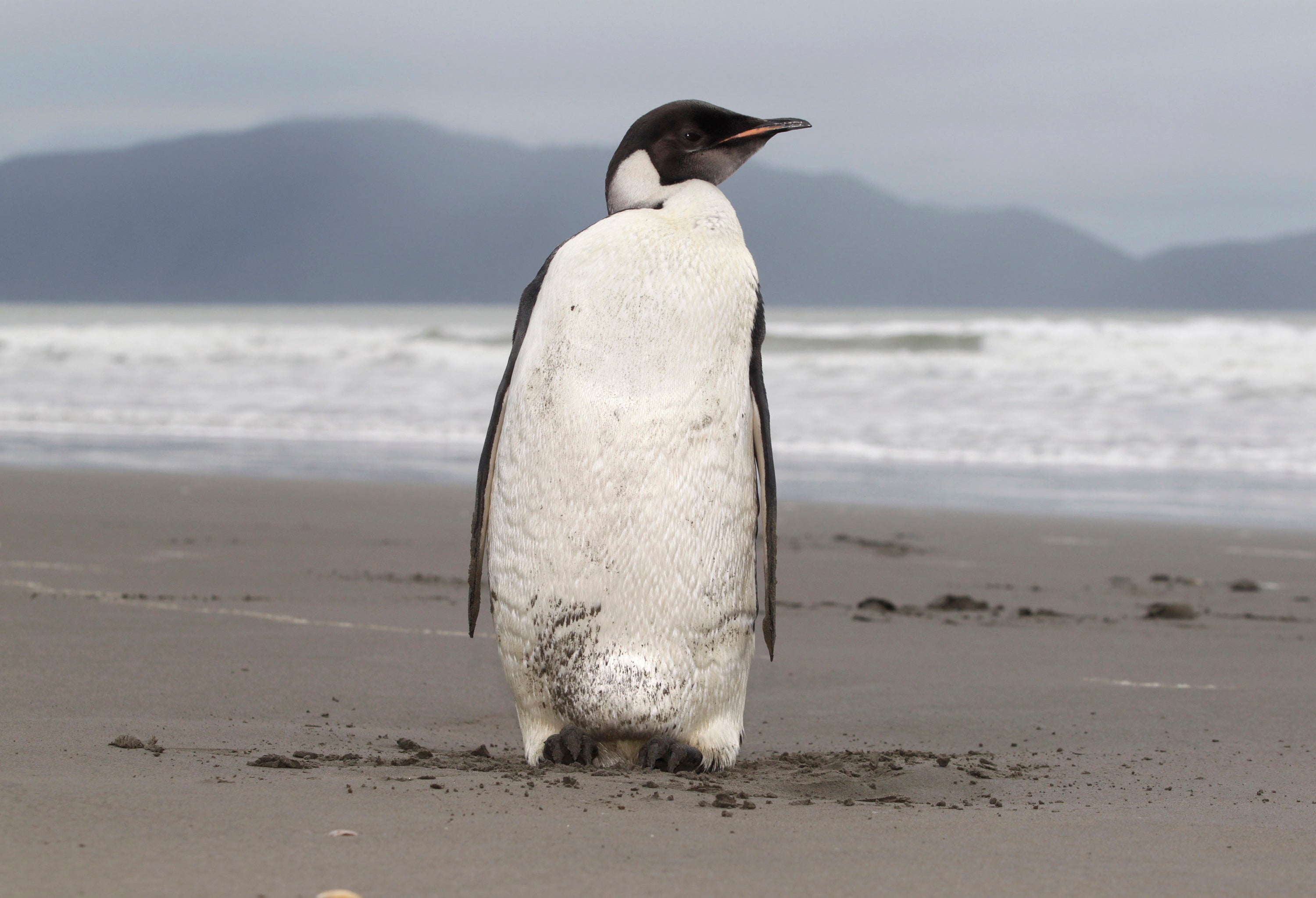 Emperor Penguin Threatened
