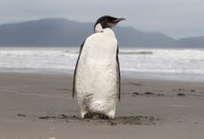 Emperor penguins are running out of ice to breed on