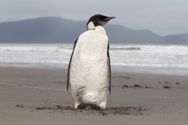 <p>Emperor Penguin Threatened</p>