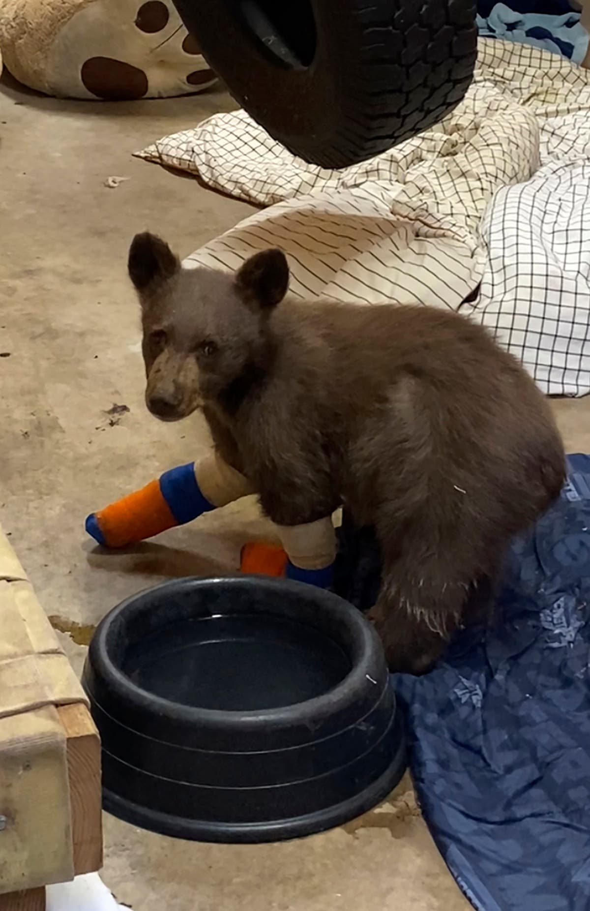 Bear cub rescued from Sierra wildfire escapes Tahoe center