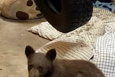 Bear cub rescued from Sierra wildfire escapes Tahoe center