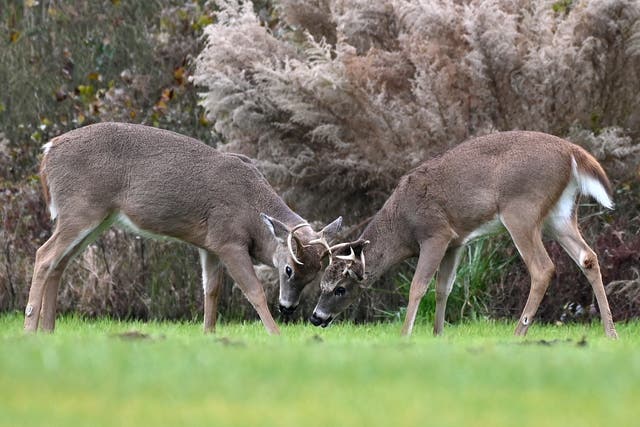 <p>File: Two white-tailed deer bucks seen at Cape Henlopen State Park in Delaware</p>