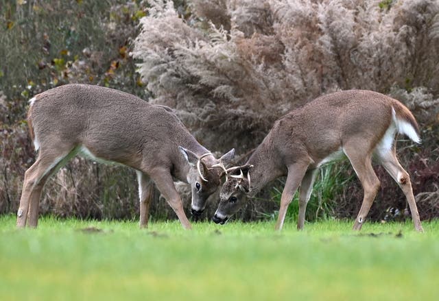 <p>Two white-tailed deer bucks</p>