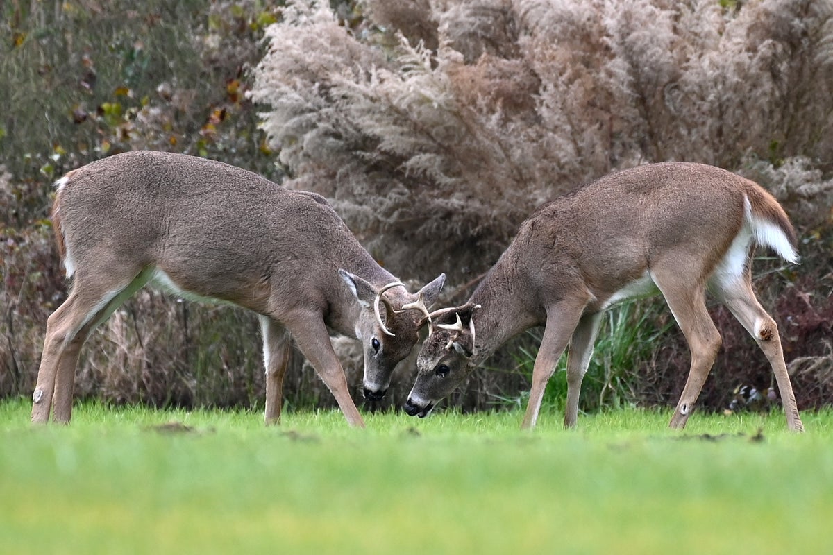 Up to 40% of wild deer populat...