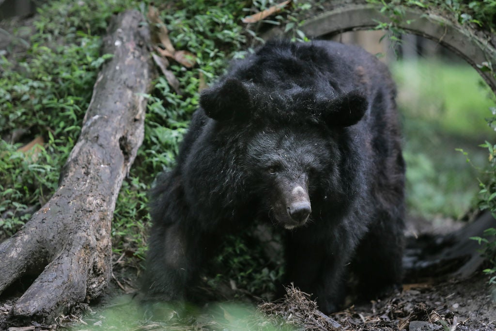 File: A black bear entered a Colorado home, forcing family members inside to lock themselves upstairs for about 45 minutes