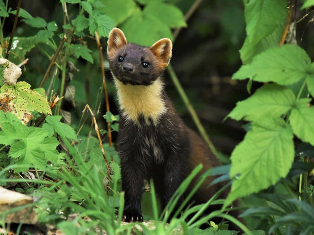 <p>A wild population of pine martens has established itself in the New Forest in Hampshire</p>