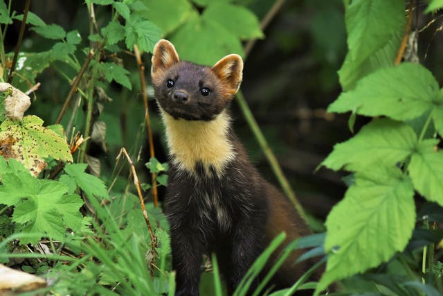 <p>A wild population of pine martens has established itself in the New Forest in Hampshire</p>
