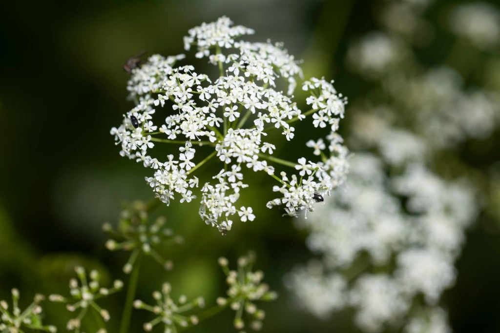 Hemlock, arguably the most infamous of poisonous plants, grows in a field beside a road. There are concerns it is finding its way into people’s gardens
