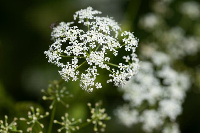 <p>Hemlock, arguably the most infamous of poisonous plants, grows in a field beside a road. There are concerns it is finding its way into people’s gardens</p>