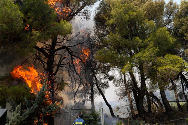 <p>A firefighter tries to extinguish the flaming trees in the Varibobi area of northern Athens</p>