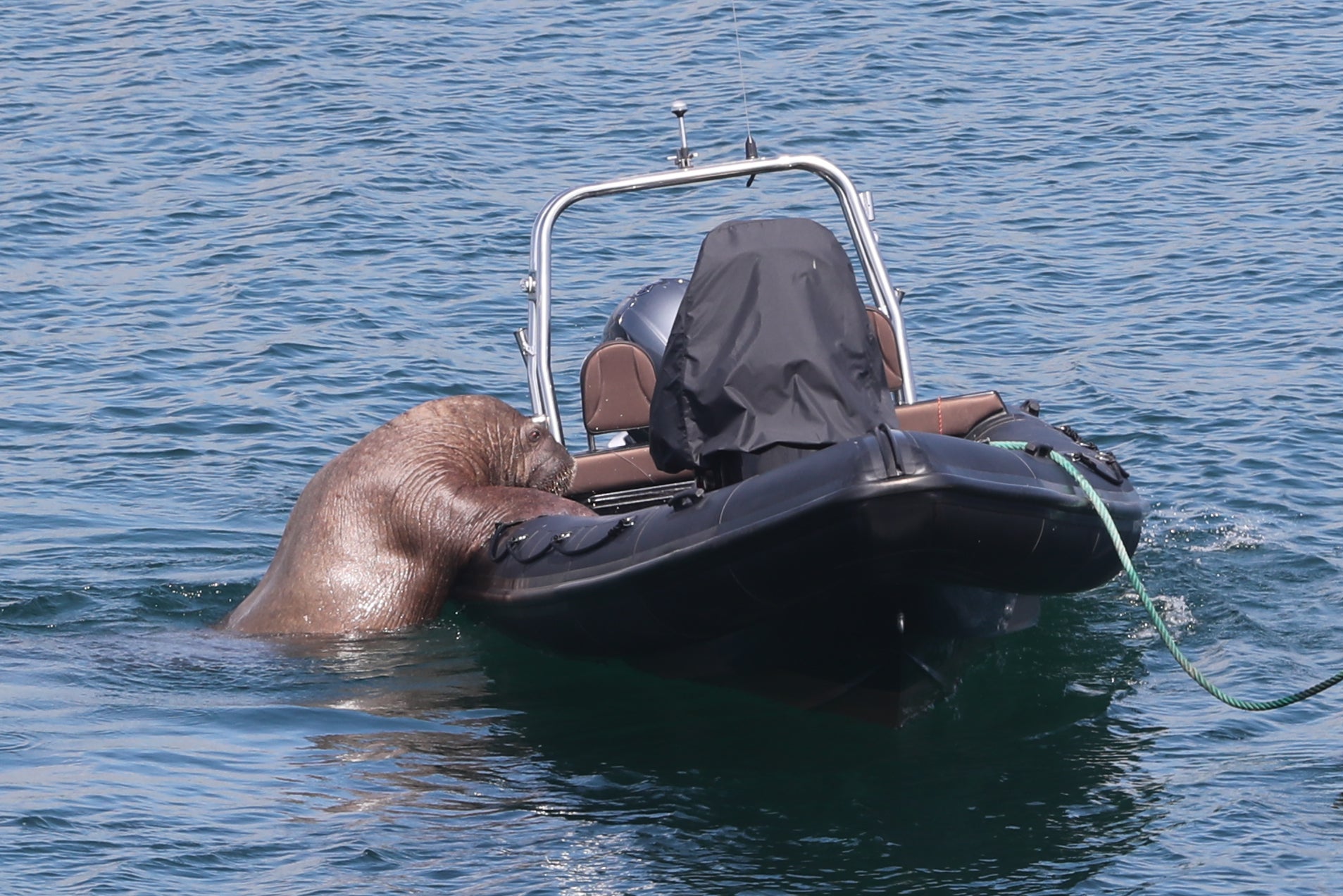 Wally the Walrus delights locals in seaside town | indy100 