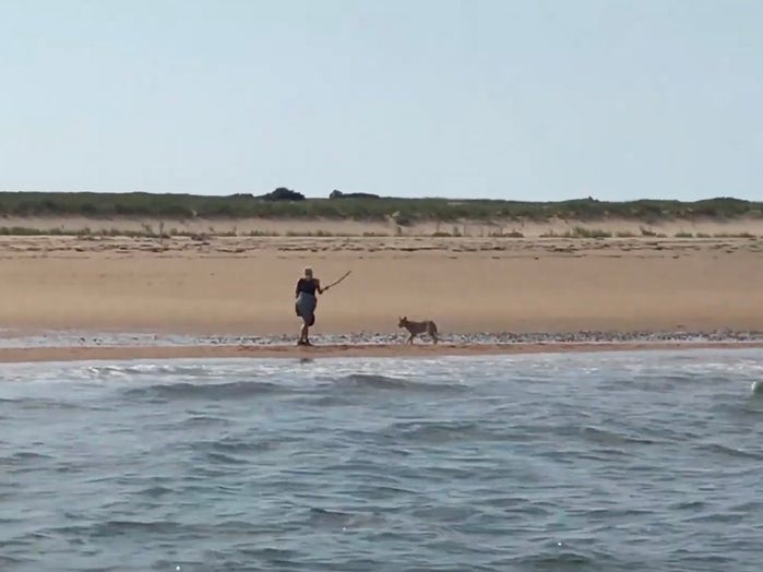 Marcy Sterlis swings a stick at a coyote menacing her on a Massachusetts beach.