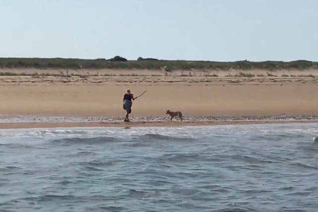 <p>Marcy Sterlis swings a stick at a coyote menacing her on a Massachusetts beach.</p>