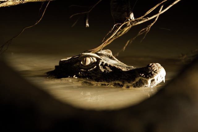 <p>A Cuvier’s dwarf caiman seen on a lake, in the Ecuadorean Yasuni National Park</p>