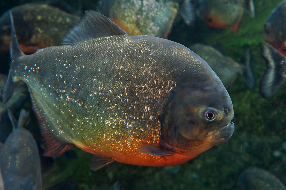 Fish with human-looking teeth terrifies beachgoers in US