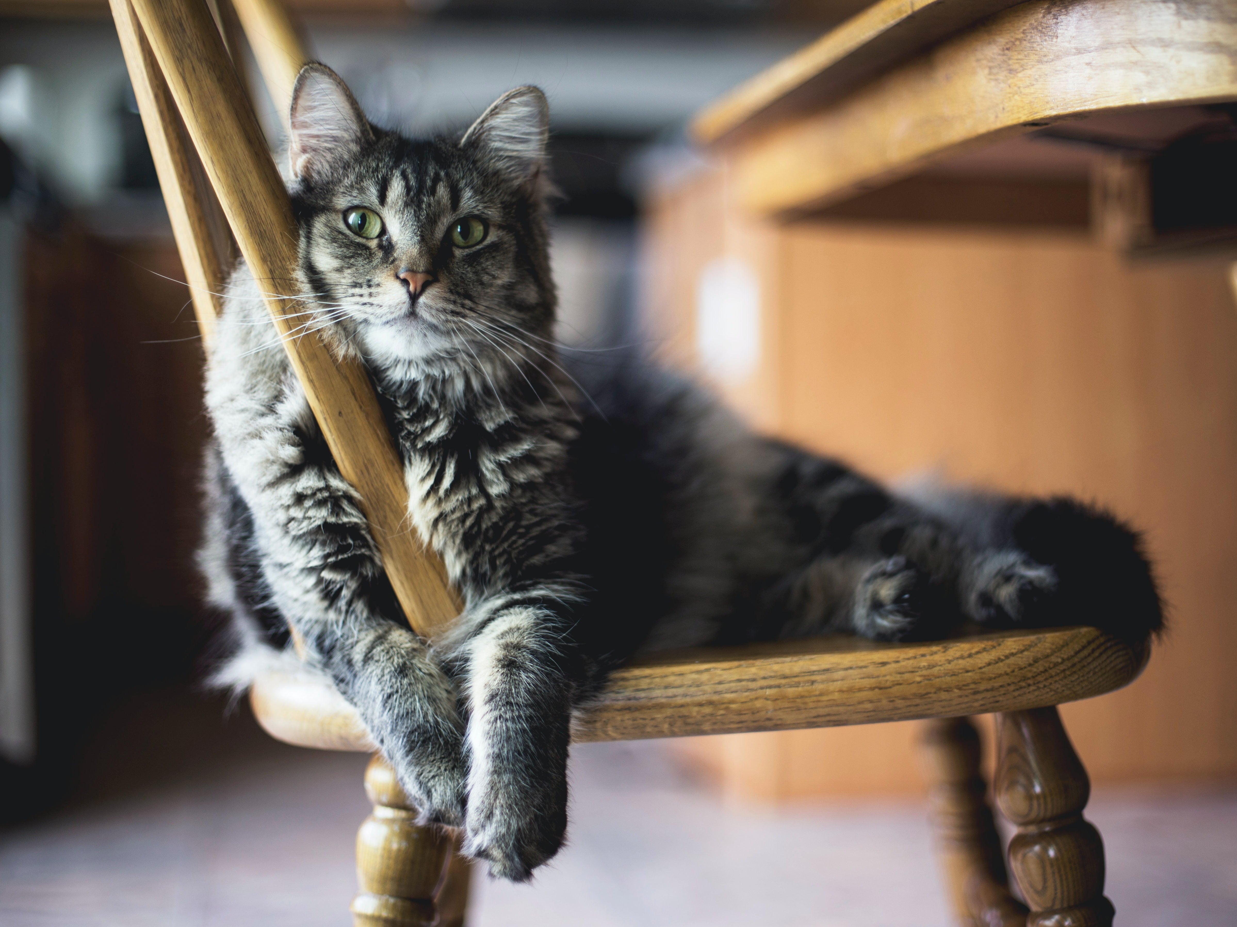 <p>A cat sits on a chair</p>