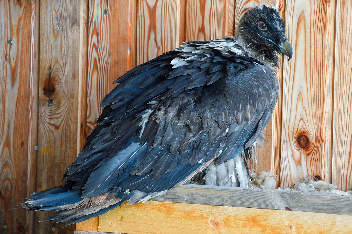 Medical researchers in Vienna reconstruct vulture&rsquo;s lost limbs and create world&rsquo;s first &lsquo;bionic bird&rsquo;