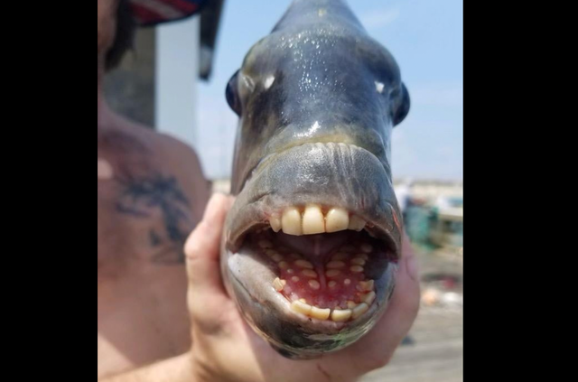 <p>Fish with terrifying teeth</p>