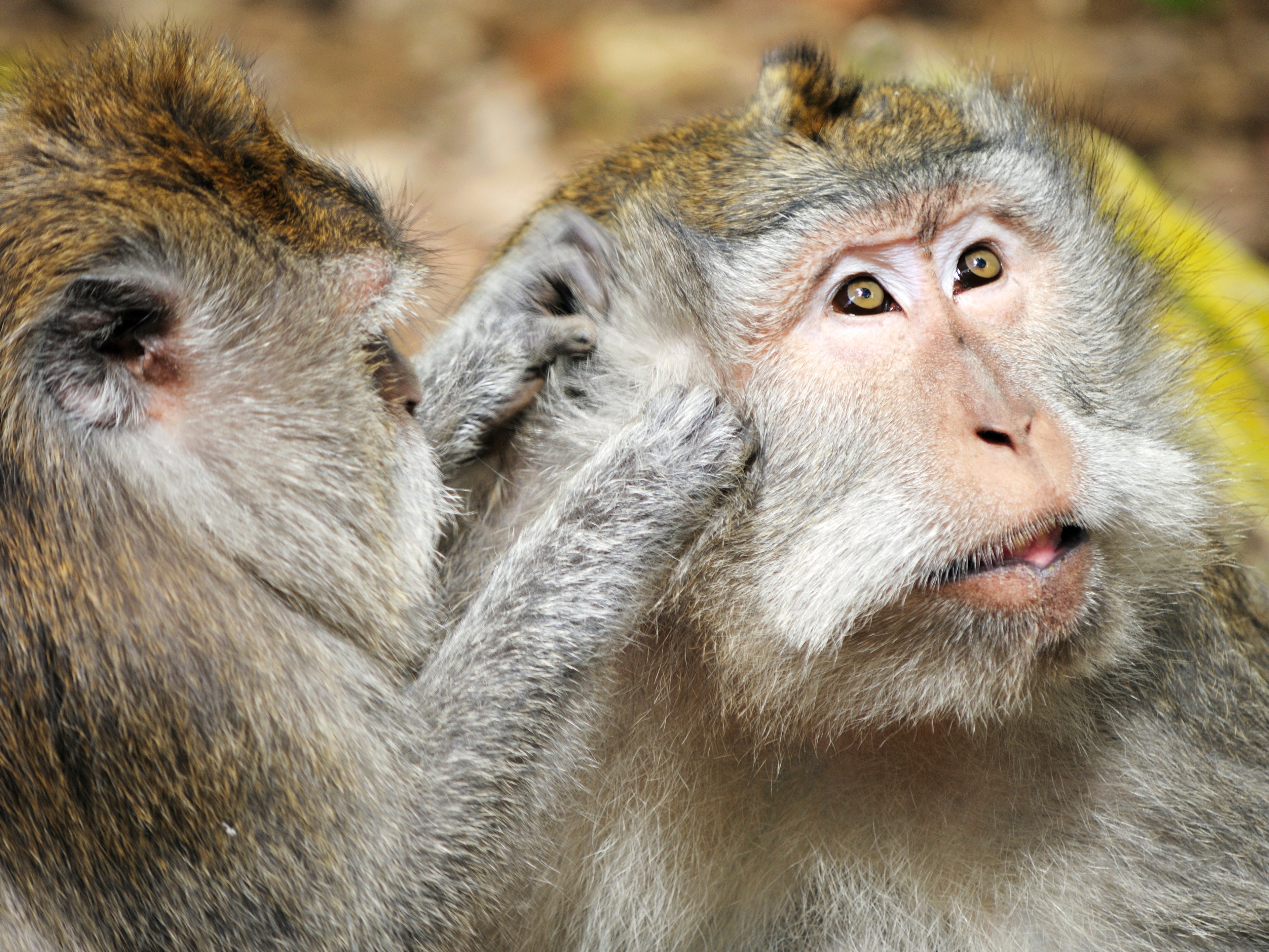 More than 1,140 long-tailed macaques were imported from Mauritius last year for research