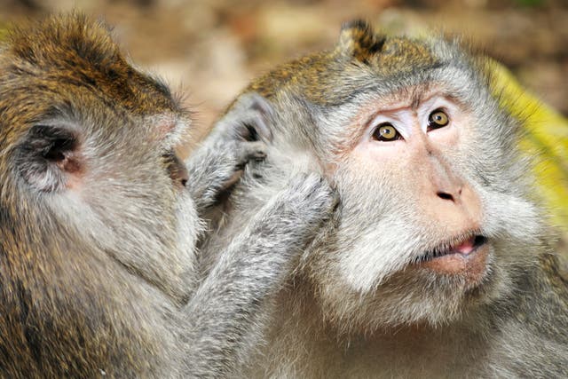 <p>More than 1,140 long-tailed macaques were imported from Mauritius last year for research</p>