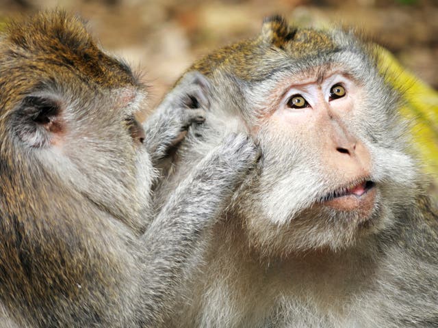 <p>More than 1,140 long-tailed macaques were imported from Mauritius last year for research</p>