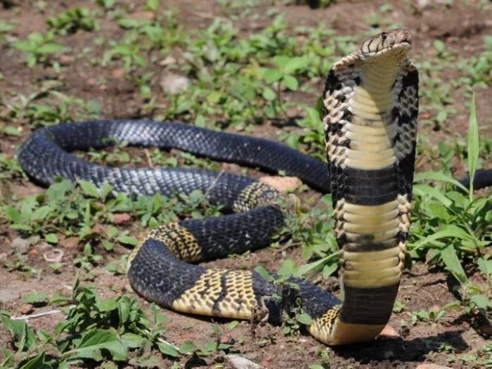 A West African banded cobra