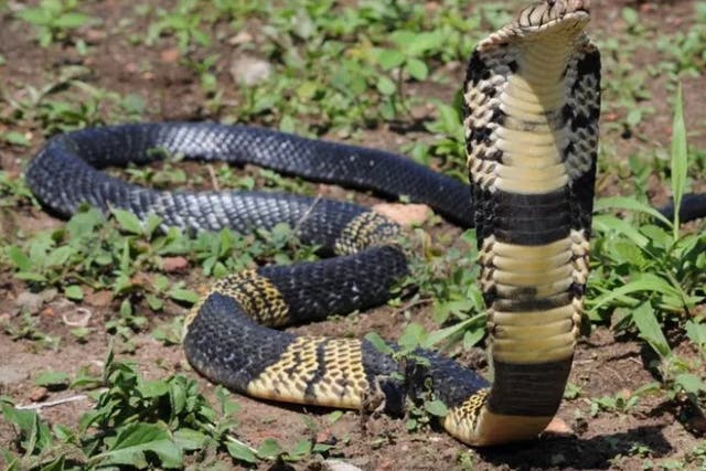 <p>A West African banded cobra. A Texas man who owns one of the snakes reported that it has gone missing. Grand Prairie Police are currently searching for the reptile.</p>