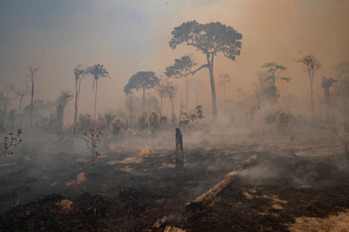 UK’s landmark deforestation law ‘may only have limited impact’