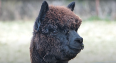 Why was Geronimo the alpaca killed by government vets?