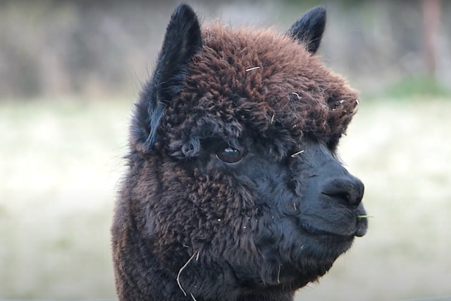 <p>Geronimo is an eight-year-old alpaca who came to the UK from New Zealand in 2017</p>