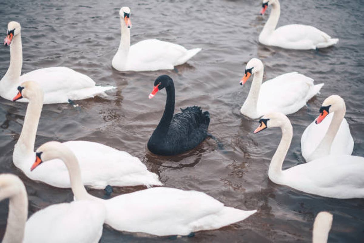 What is a 'black swan' event and why are they to the climate crisis? | The Independent