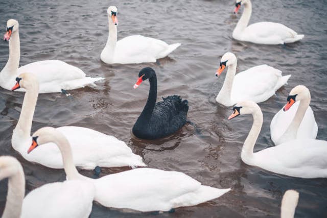 <p>Black swans were once thought impossible</p>