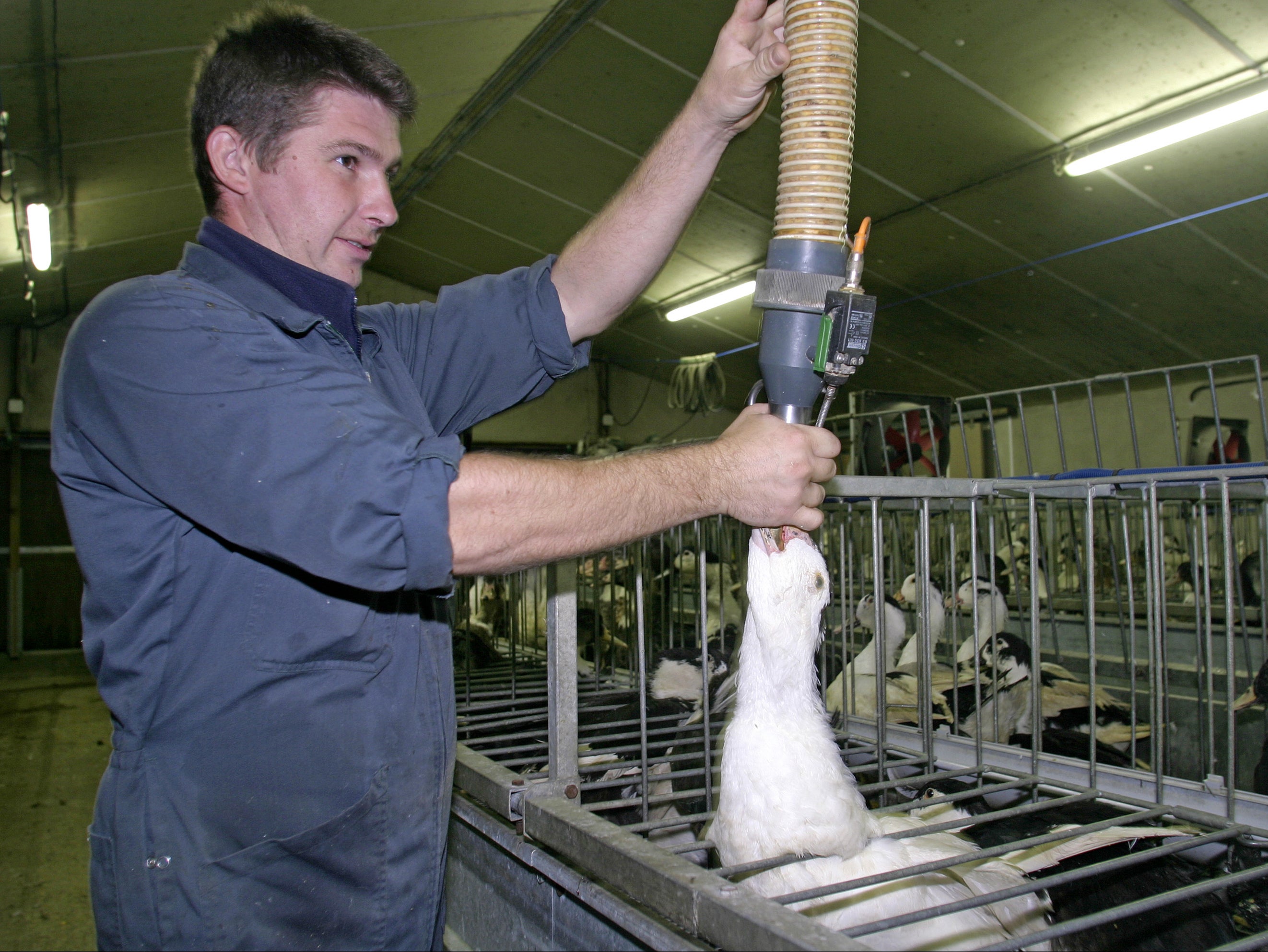 Foie gras is considered too cruel to be legally produced in the UK