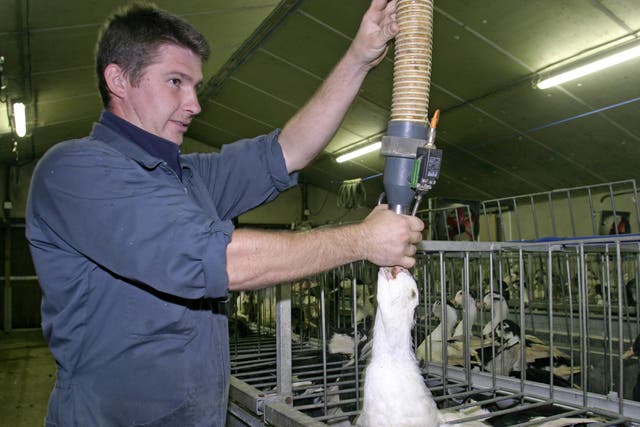<p>A farmer in Southern France forcefeeds grain to a duck, as part of the process to fatten its liver for foie gras</p>