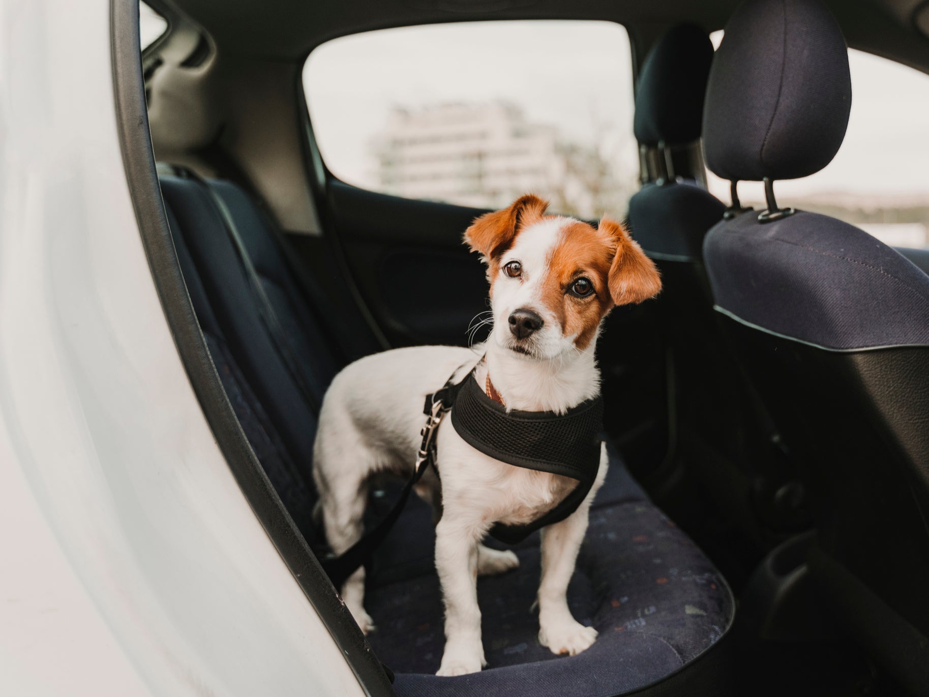 A small Jack Russel dog in a car