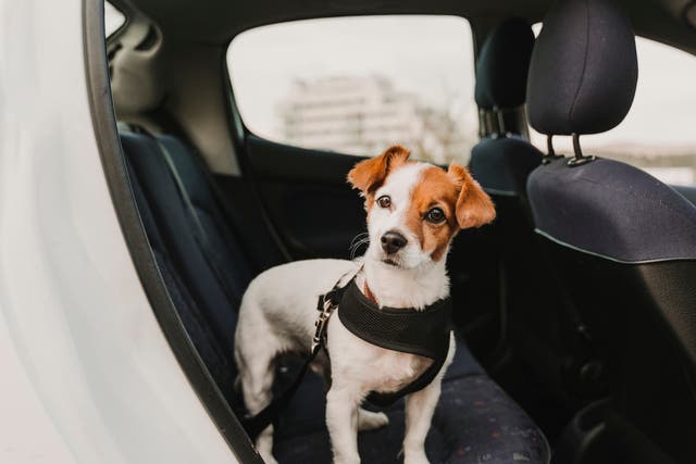 <p>A small Jack Russel dog in a car</p>