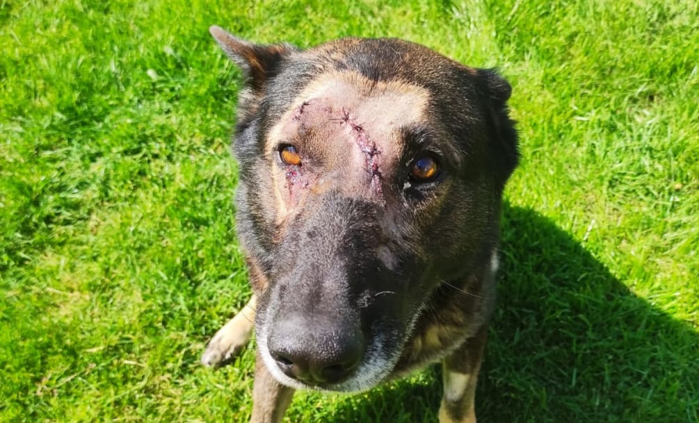 Police dog Kaiser has returned to duty after being stabbed in the head (Metropolitan Police/PA)