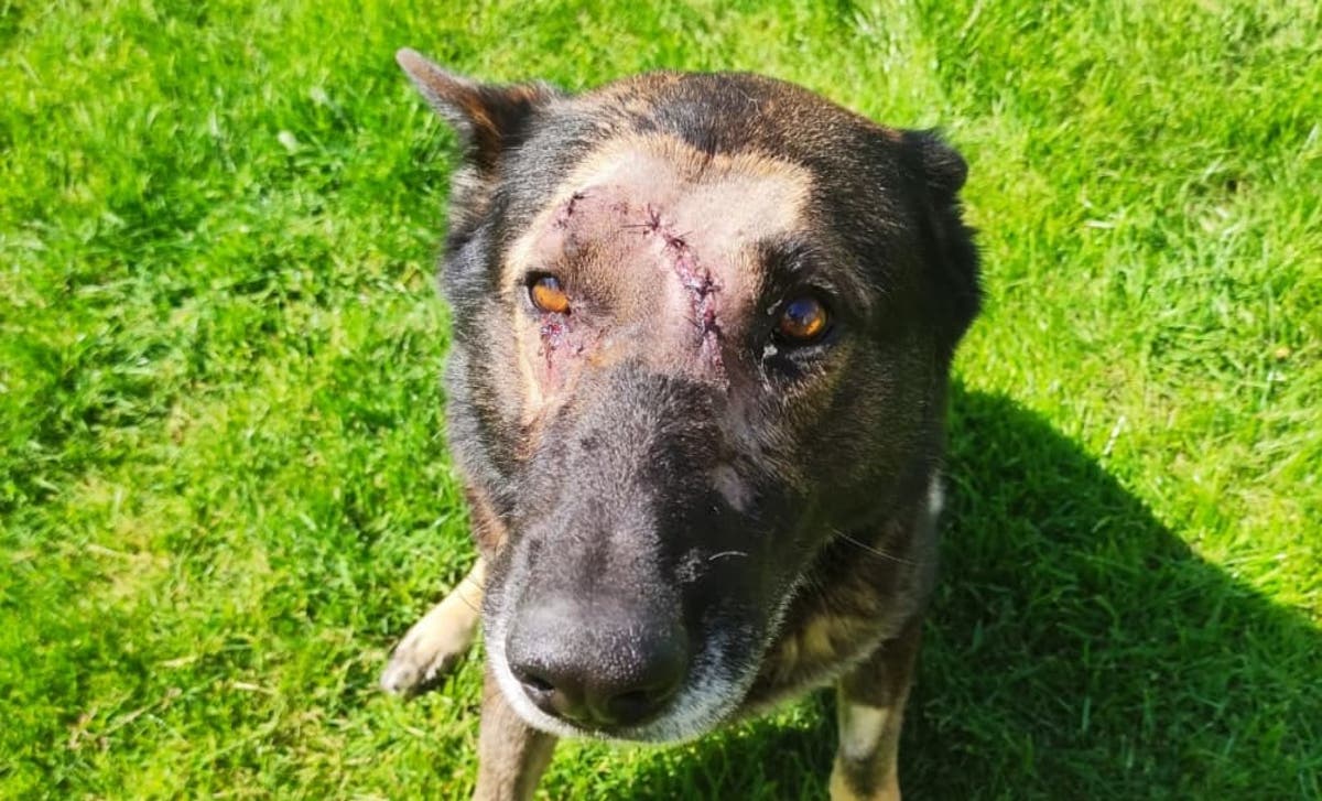 Police dog 'Kaiser' stabbed while apprehending suspect returns to duty