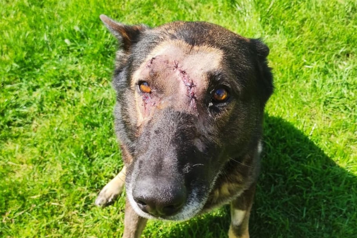 Police dog 'Kaiser' stabbed while apprehending suspect returns to duty ...