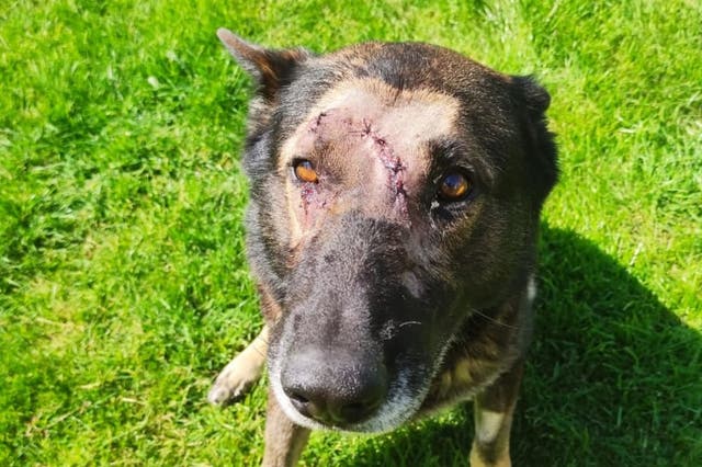 <p>Police dog Kaiser has returned to duty after being stabbed in the head (Metropolitan Police/PA)</p>